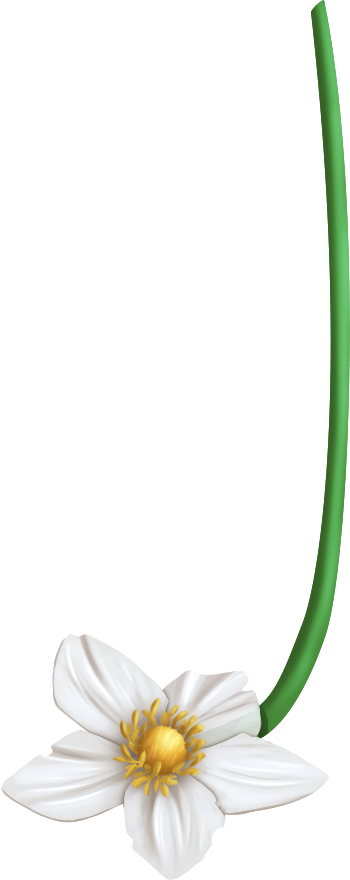 Подснежник цветок анемоны перевернутый в PNG, SVG