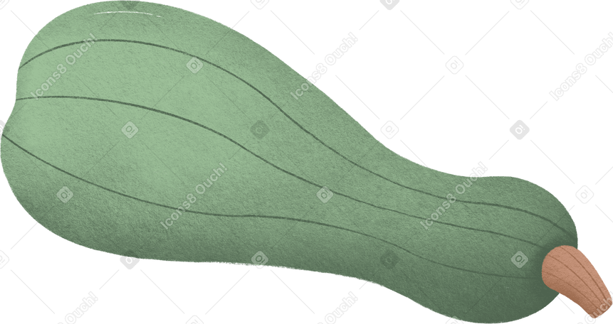 zucchini Illustration in PNG, SVG