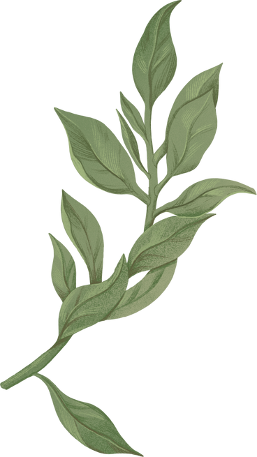 thick green branch with leaves PNG, SVG