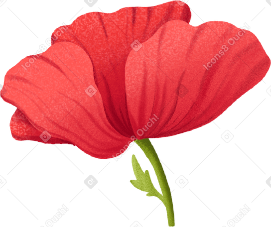 red blooming poppy on a short stem в PNG, SVG