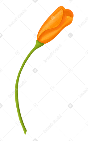 Bourgeon orange eschsholzia PNG, SVG