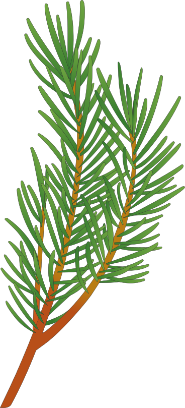 christmas tree branch PNG, SVG