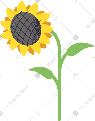 向日葵 PNG, SVG