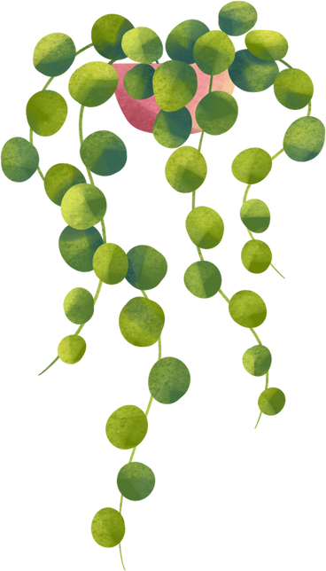 stephania plant in plant pot PNG, SVG