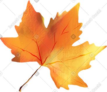 Maple leaf PNG, SVG