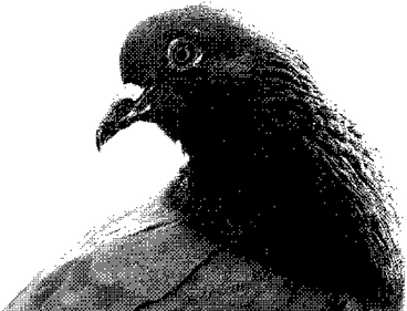 Pigeon PNG, SVG