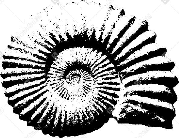 fossil shell PNG, SVG