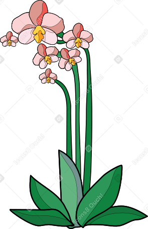 orchid Illustration in PNG, SVG