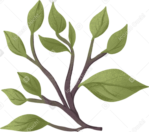 Branche avec des feuilles PNG, SVG
