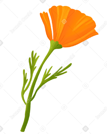 eschscholzia orange in profile Illustration in PNG, SVG