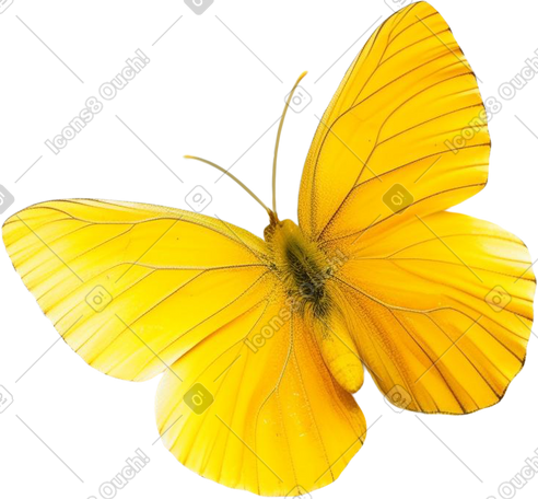 yellow butterfly PNG, SVG