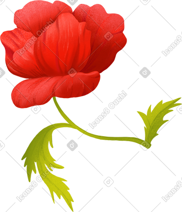 Opened red poppy flower on a stem PNG, SVG