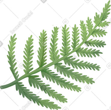 Green fern leaf PNG, SVG