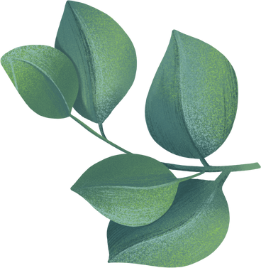 sprig of eucalyptus leaves PNG, SVG