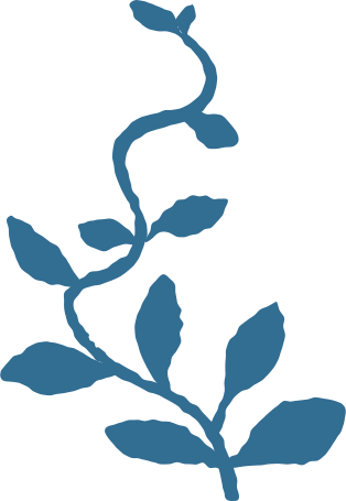 branch with leaves decoration Illustration in PNG, SVG