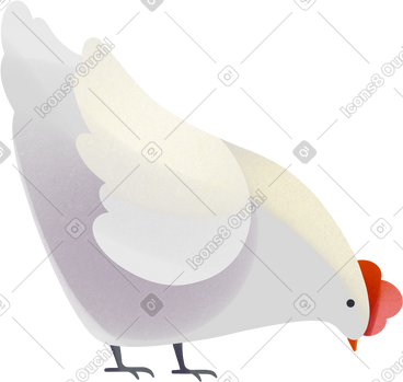 White chicken PNG, SVG