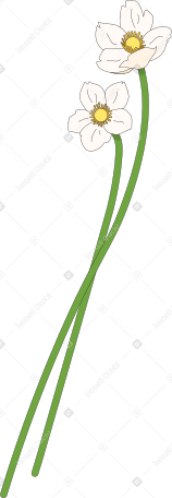 deux fleurs d'anémone perce-neige PNG, SVG