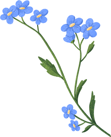 twig of forget-me-nots with blue flowers PNG, SVG
