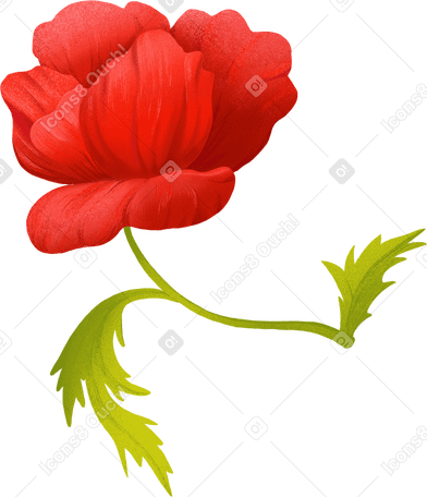 opened red poppy flower on a stem PNG, SVG