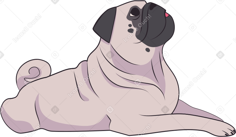 pug dog Illustration in PNG, SVG