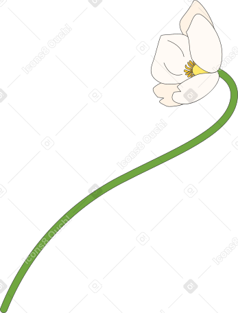 flor de anémona campanilla blanca PNG, SVG