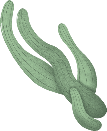 seaweed PNG, SVG