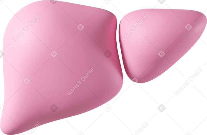 3D Pink liver Illustration in PNG, SVG