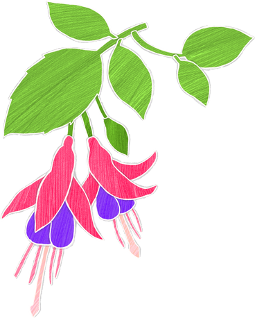 fuchsia flowers on a branch PNG, SVG