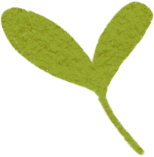 the green sprout PNG、SVG