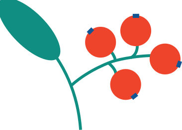 branch berry PNG, SVG