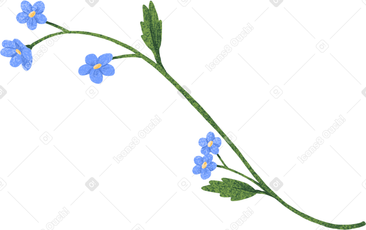 forget-me-nots with leaves PNG, SVG