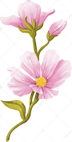 Розовые цветы на стебле в PNG, SVG