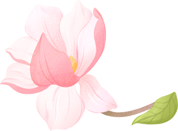twig with large magnolia flower PNG, SVG