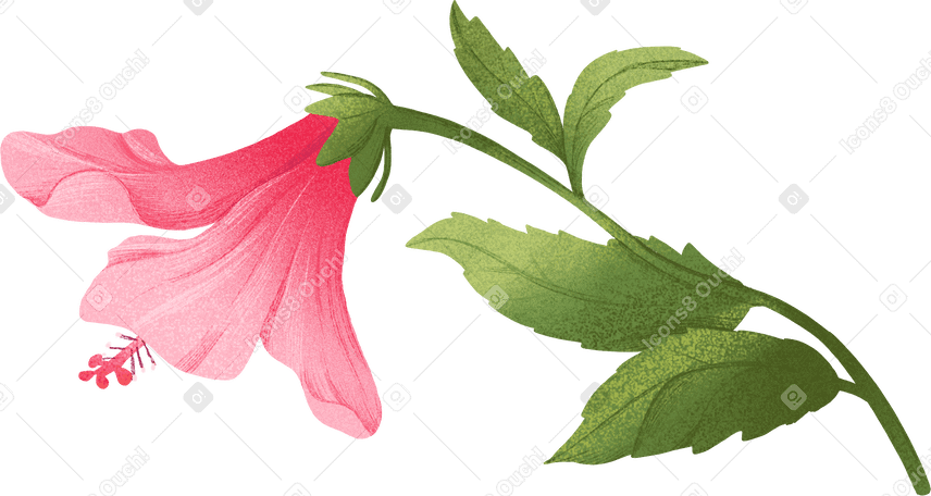 large pink hibiscus flower on stem with leaves PNG, SVG
