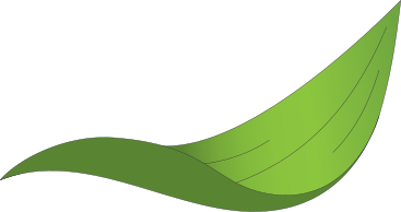 Feuille PNG, SVG