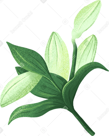 four white lily buds with leaves PNG, SVG