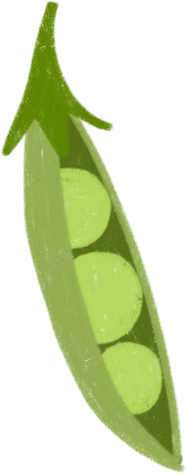 Opened green pea pod в PNG, SVG