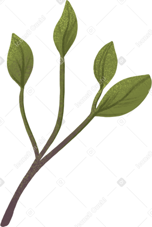 small twig with four green leaves PNG, SVG