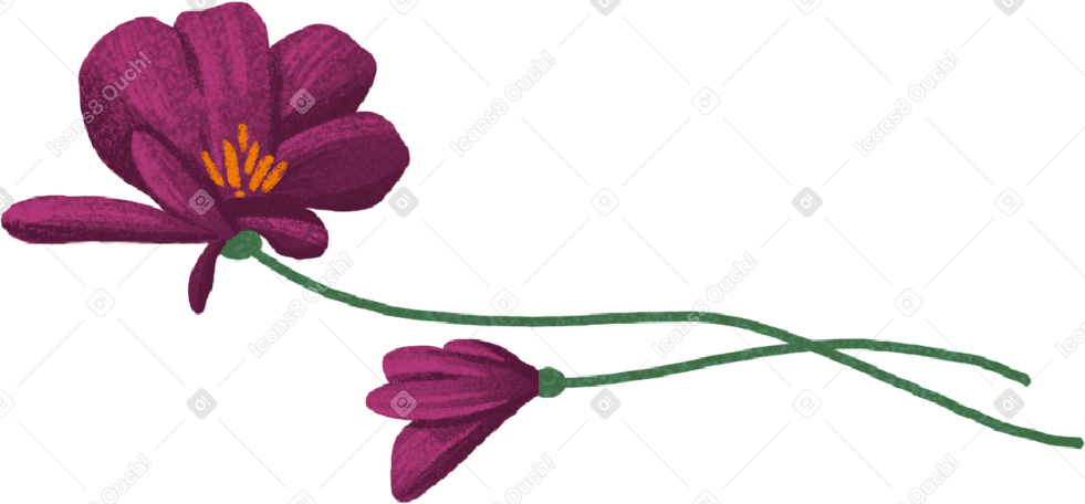two pods with burgundy flowers PNG, SVG