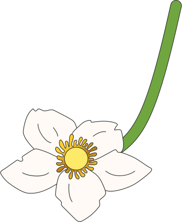 Подснежник цветок анемоны в PNG, SVG