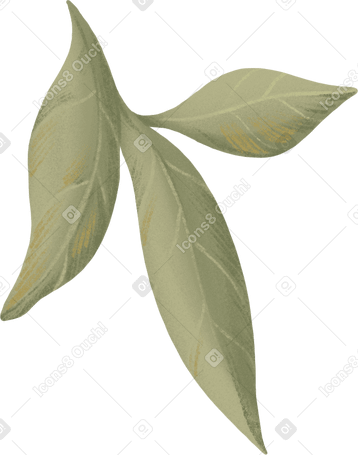 green peony leaf PNG, SVG