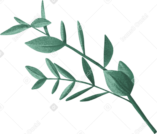 Ramita decorativa verde oscuro con hojas ovaladas PNG, SVG